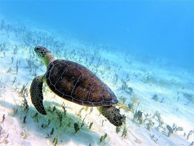 Unbelievable Marine Directly in front of the house